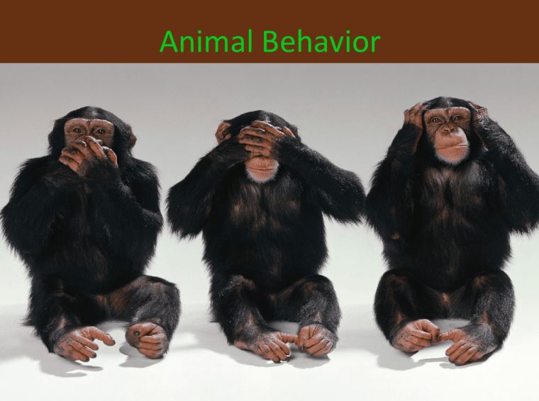 Animal Behaviour