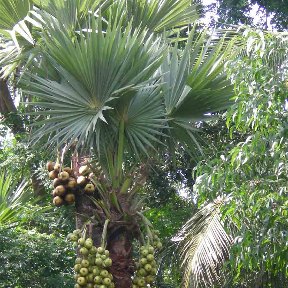 Palmyra Palm