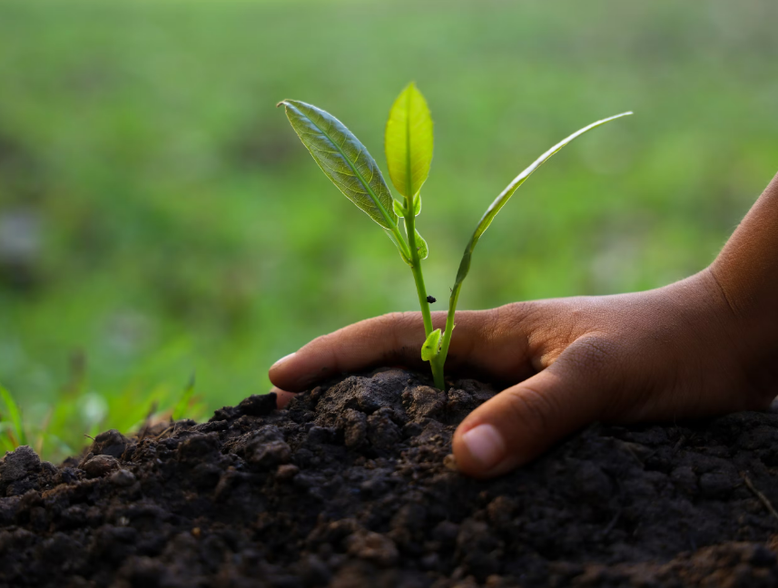 Effects of Soil Acidity and Alkalinity on Plant Growth