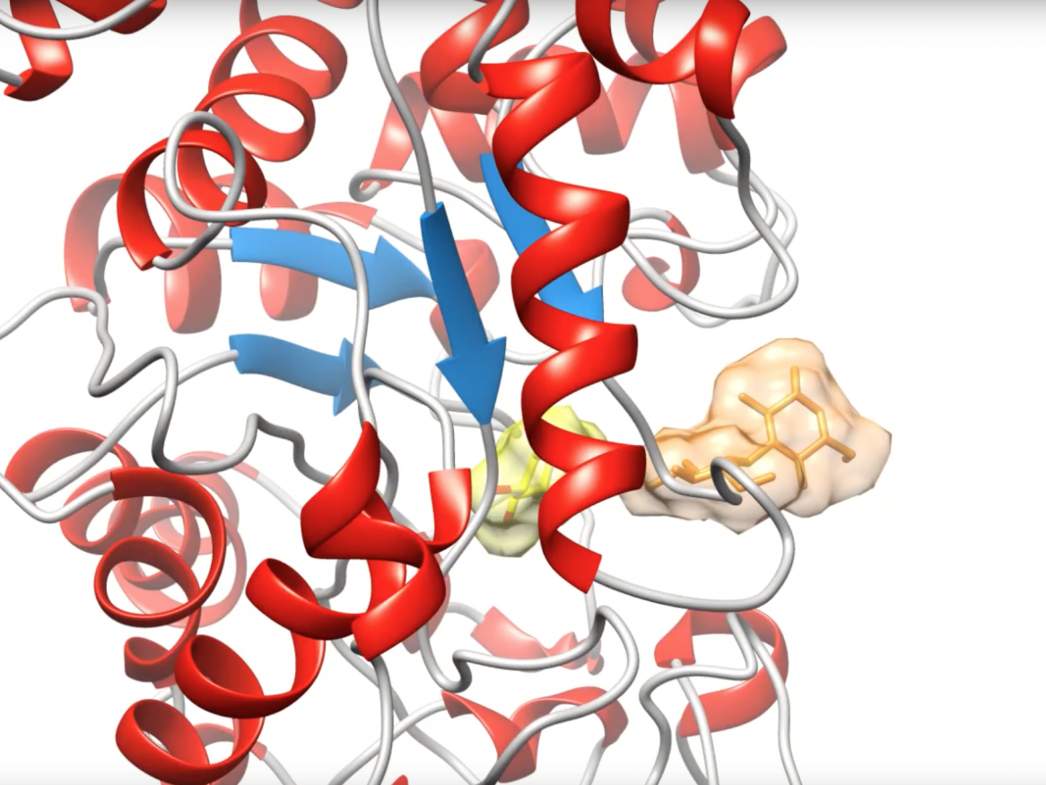 Biochemical Mechanisms