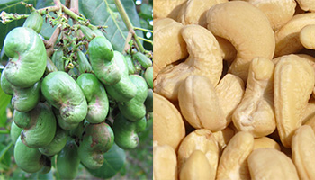 Cashew
