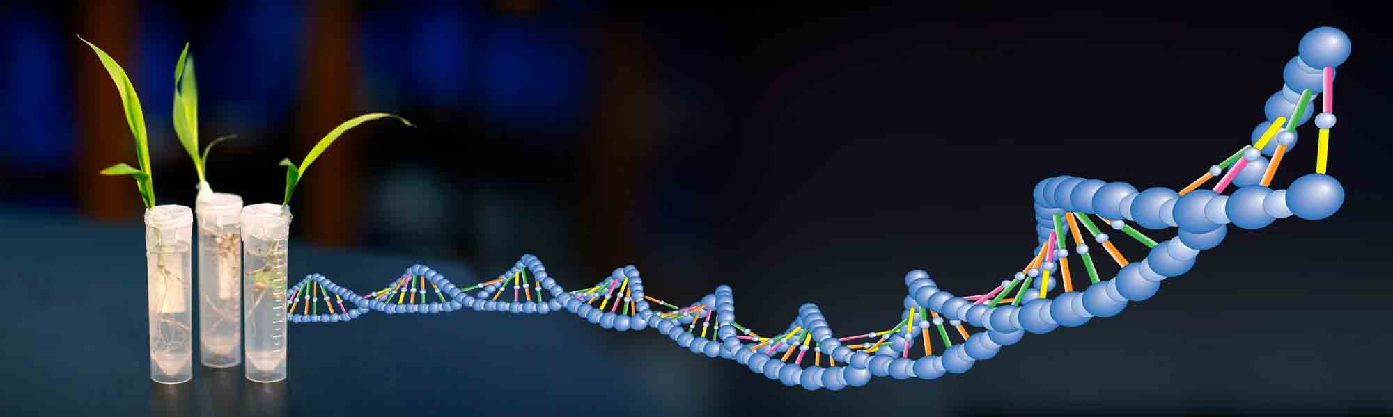 Molecular Markers and Marker-Assisted Selection