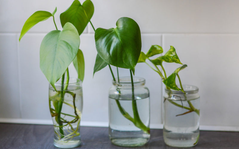 Plant Propagation and Transformation