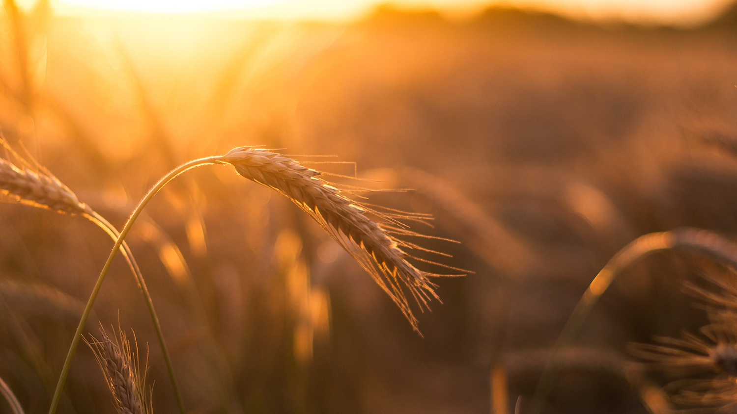 Impact of Climate Change on Agriculture