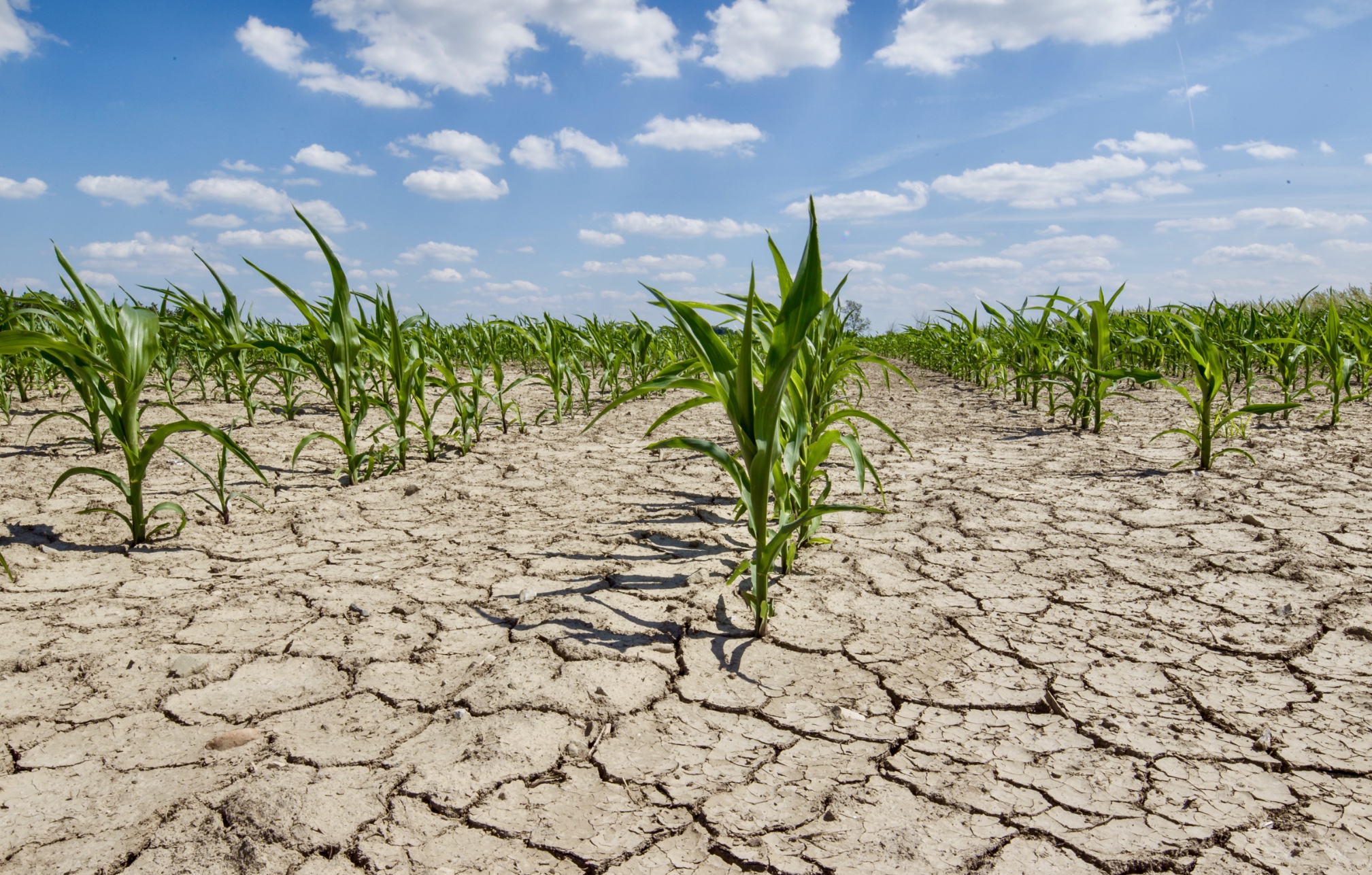 Abiotic Stresses in Plant