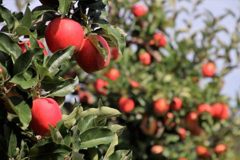 Planting Systems and Transplanting of Fruit Trees