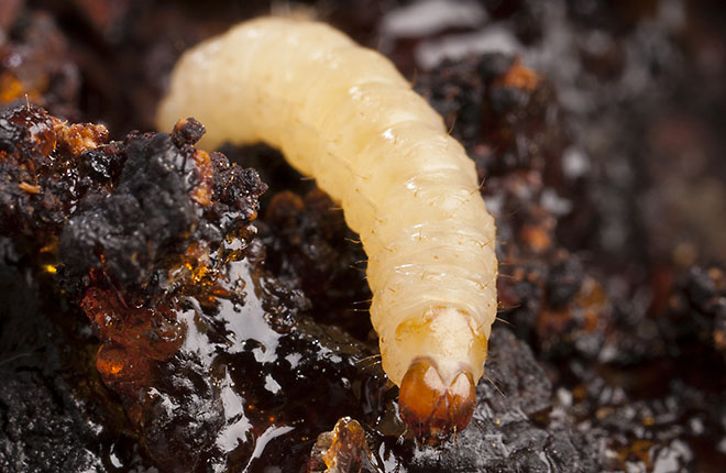 Insects and Nematodes