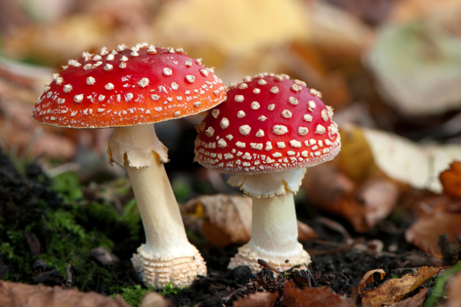 Fungi