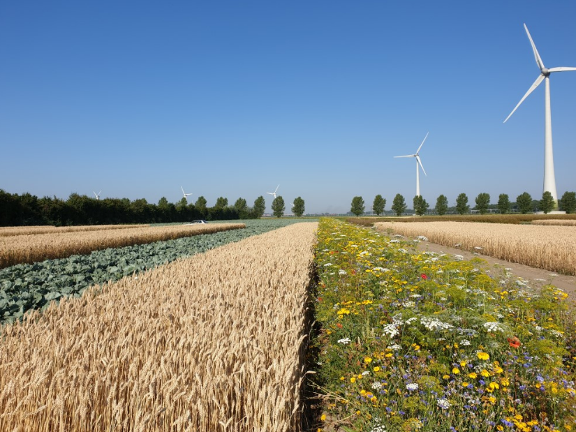 Biodiversity in Agriculture