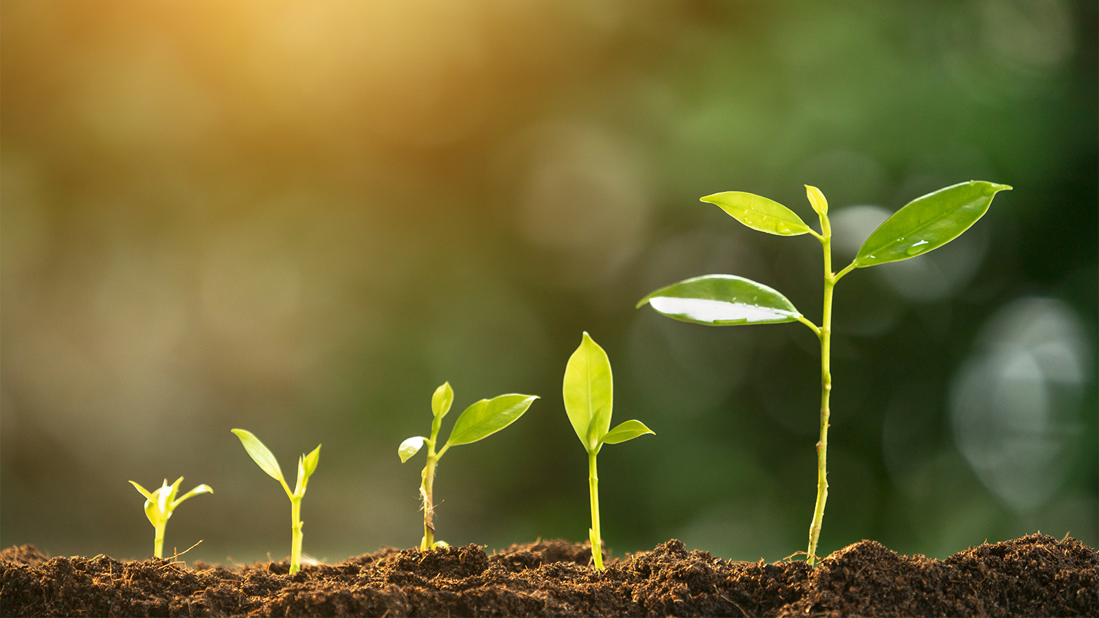 Regulatory Mechanisms in Photosynthesis