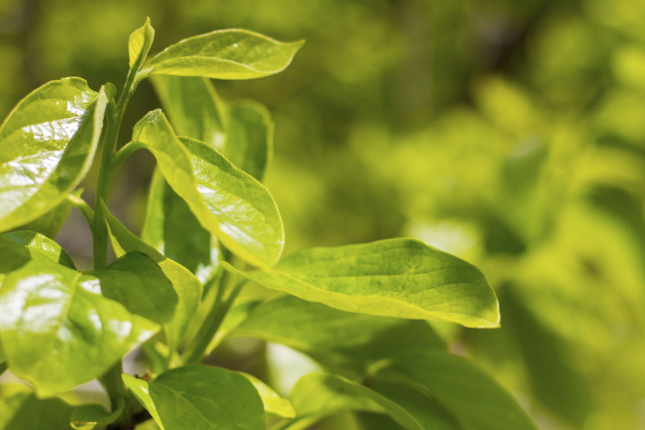 The Action of Hormones in Plants and Invertebrates