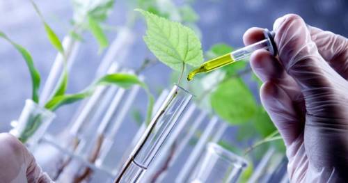 Molecular Markers and Genes in Breeding