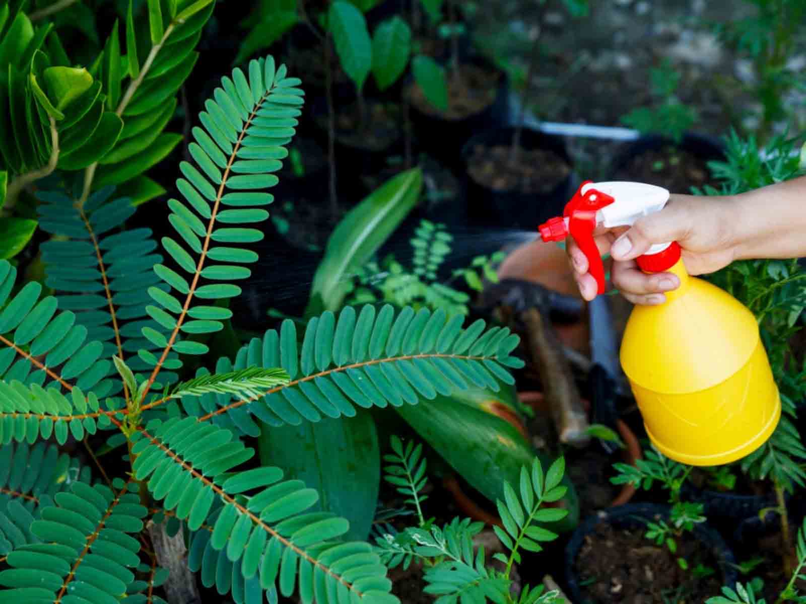 Biofungicides