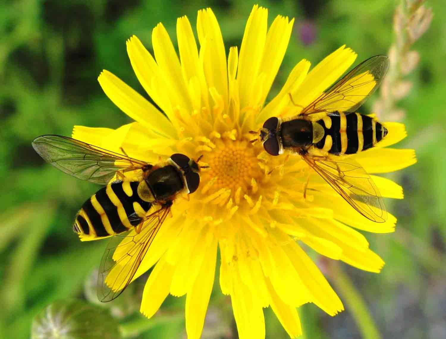 Beneficial Insects