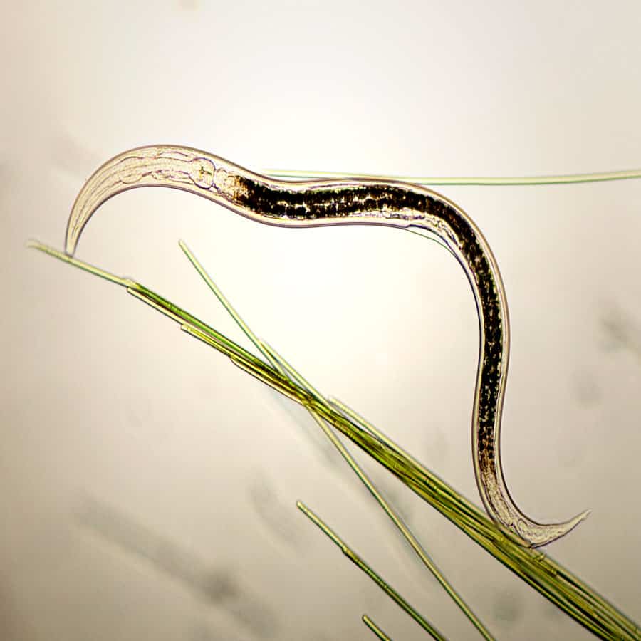 Plant Parasitic Nematode