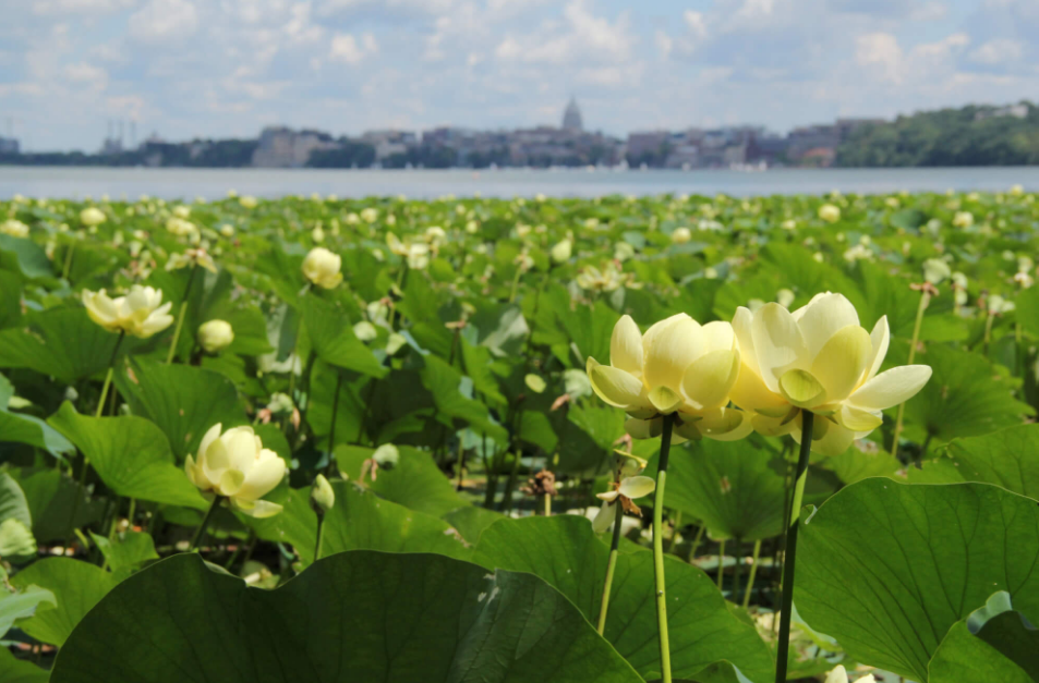 Ecology and Management of Aquatic Plants