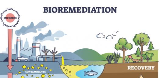 Bioremediation Techniques