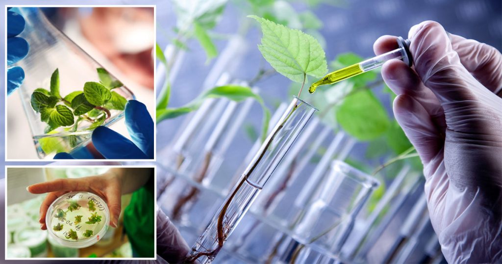 Plant Biotechnology