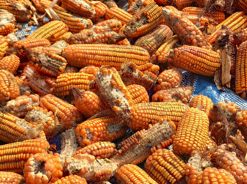 Mycotoxins
