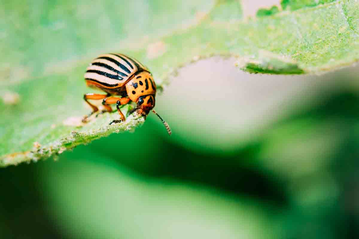 Integrated Pest Management