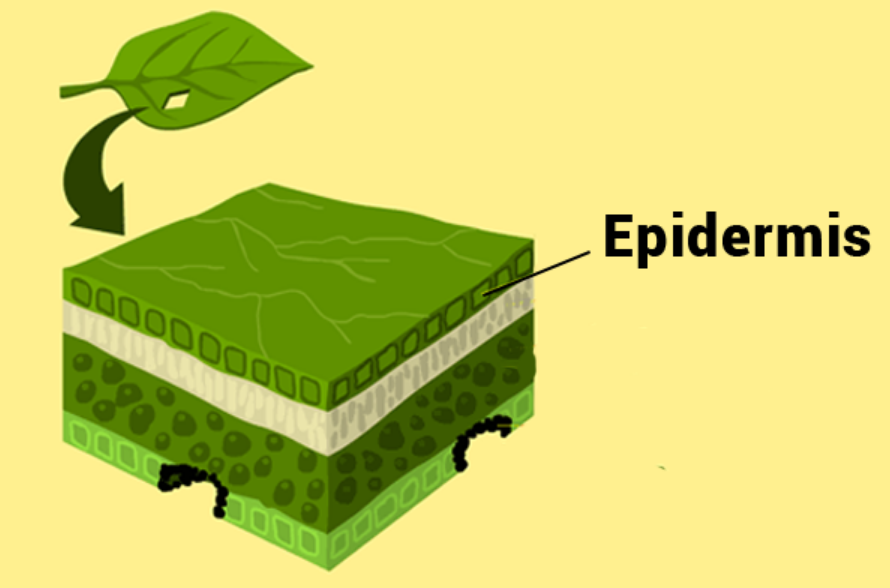 The Epidermis
