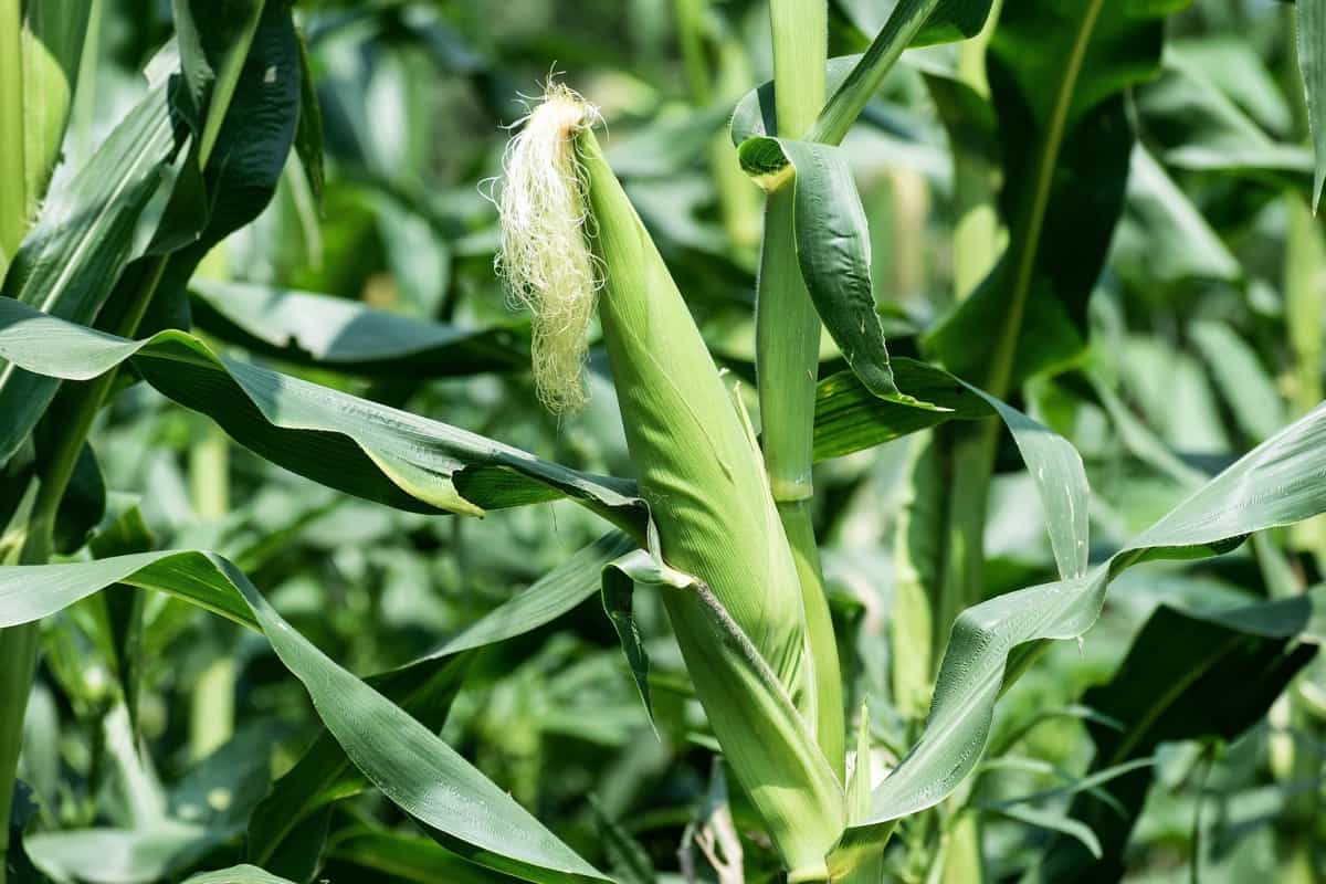 Integrated Pest Management in Maize