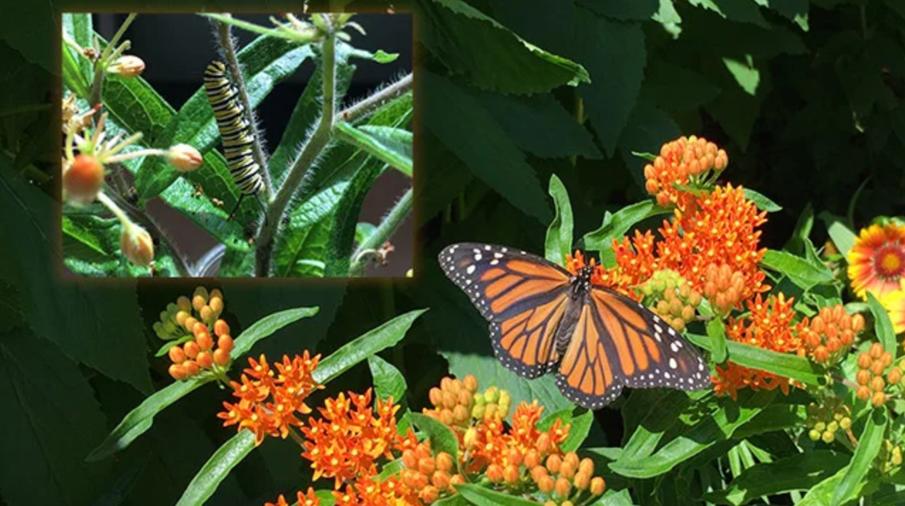 Signaling Mechanism during Plant Pest Interactions