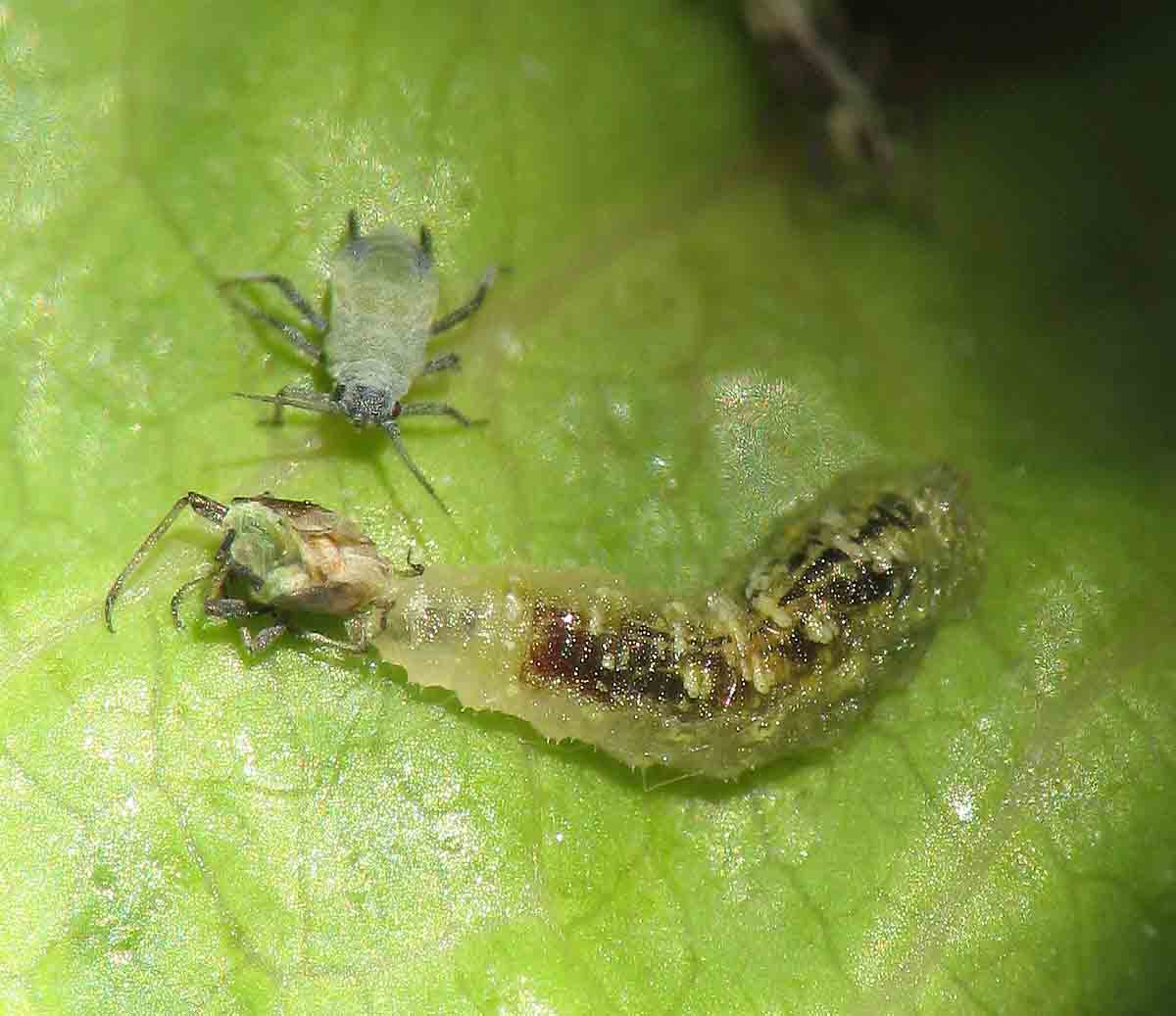 RNA and Molecular RNA (miRNA) Role and Mode of Action in Plant-Pest Interactions