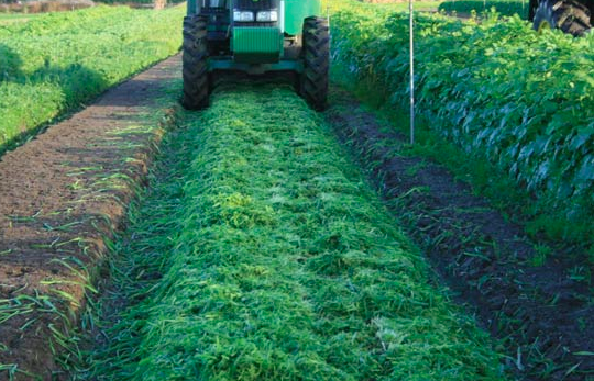 Green Manure