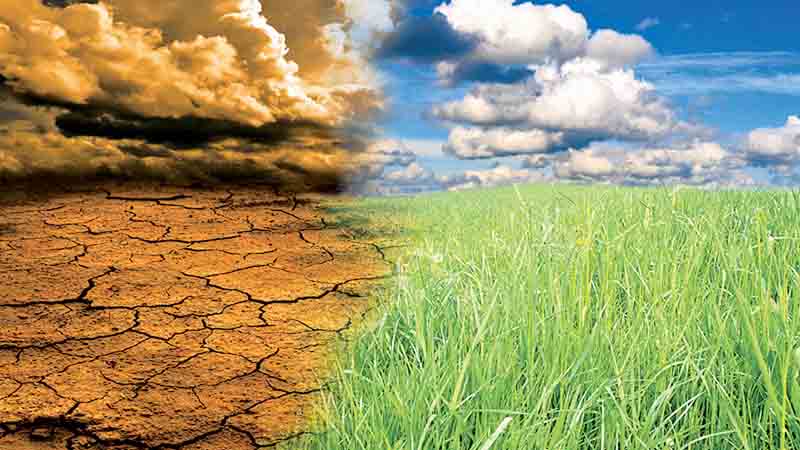 Impact of Climate Change on Grassland