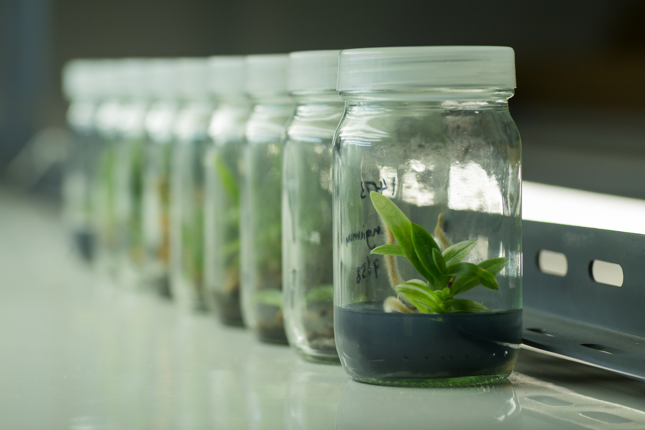 Jasmonates in Biotic and Abiotic Stress Tolerance
