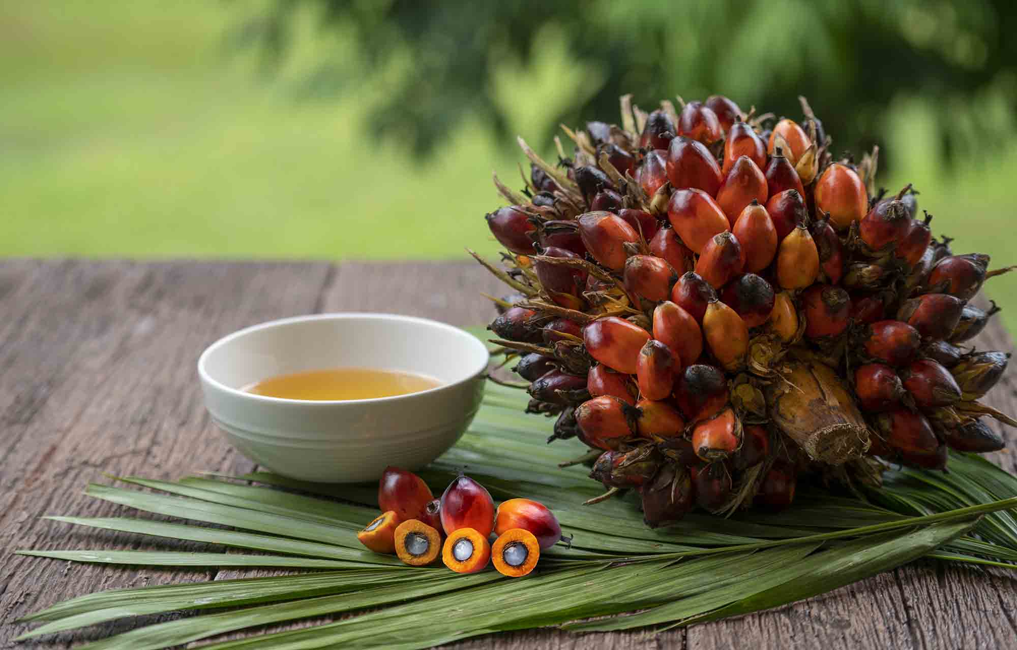 Oil Palm
