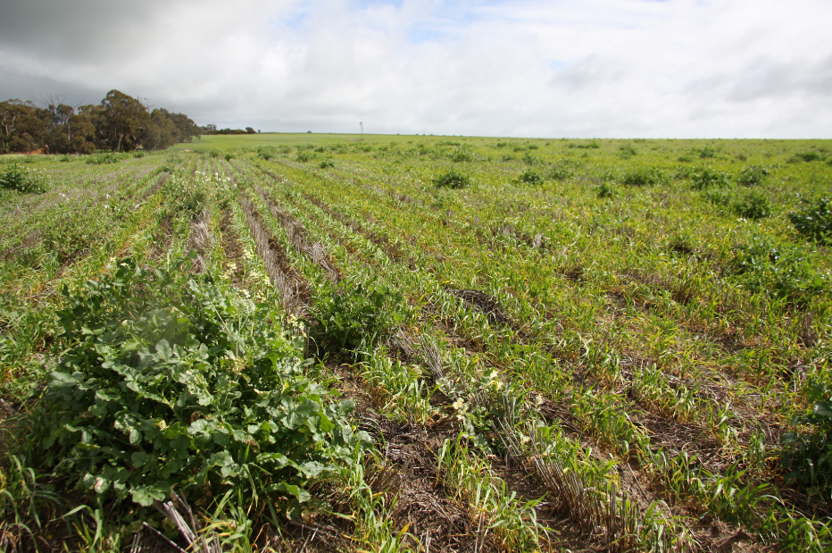 Herbicide Resistance