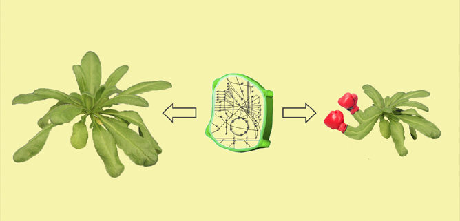 Plant Metabolic Pathways