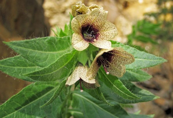 Ecology of Alkaloids