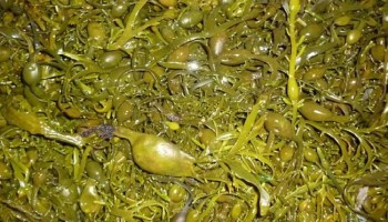 Arsenic in Seaweed: Presence, Bioavailability and Speciation