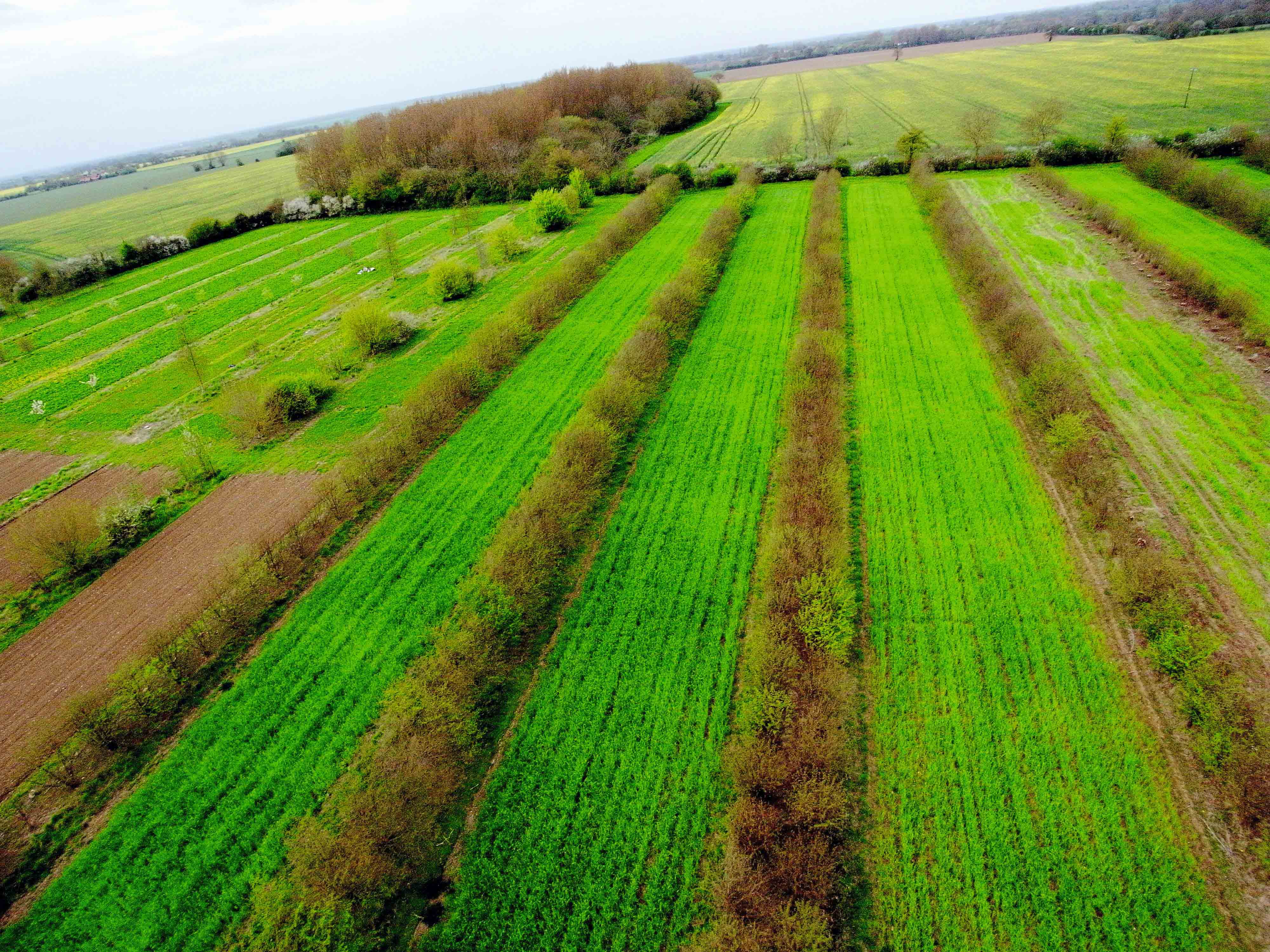 Agroforestry