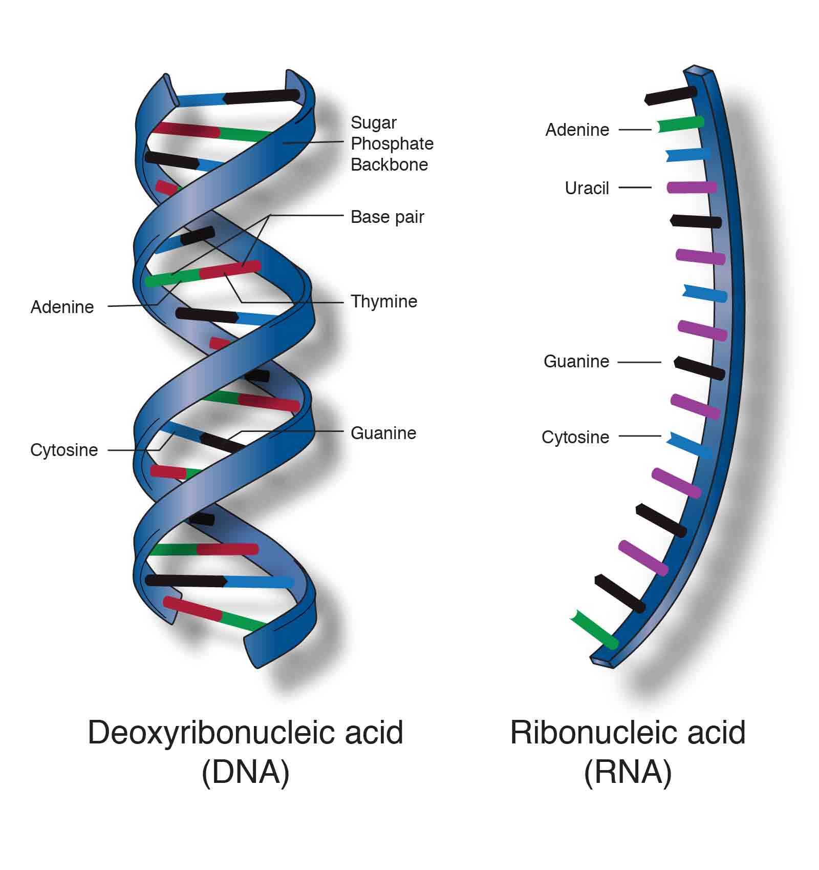 Nucleic Acid Structure and Function