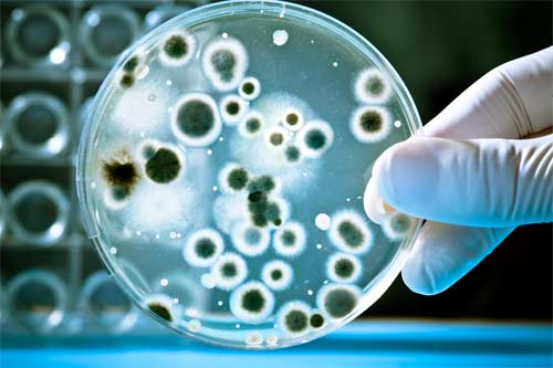 Contaminants and their Natural Pathways of Degradation and their Abatement