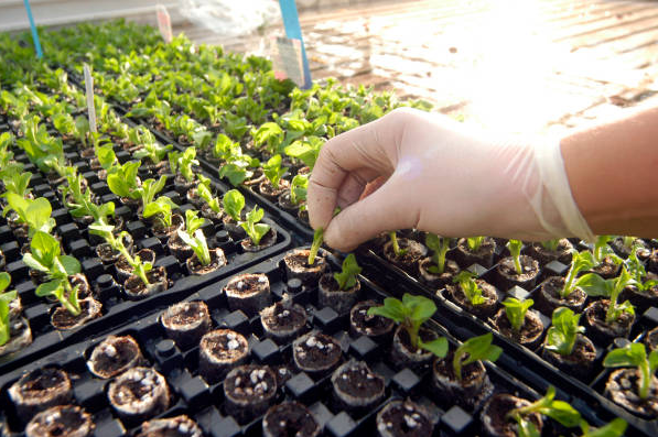 Breeding Strategies and Quality Enhancement under Climate Change