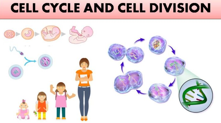 Cell Cycle and Cell Division