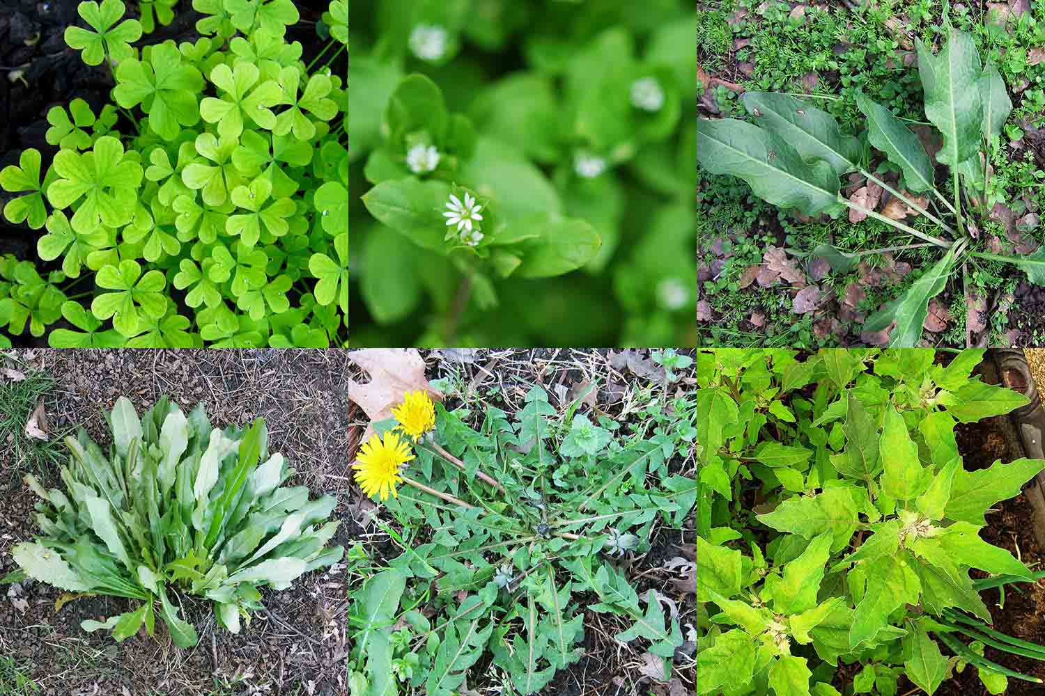 Weeds