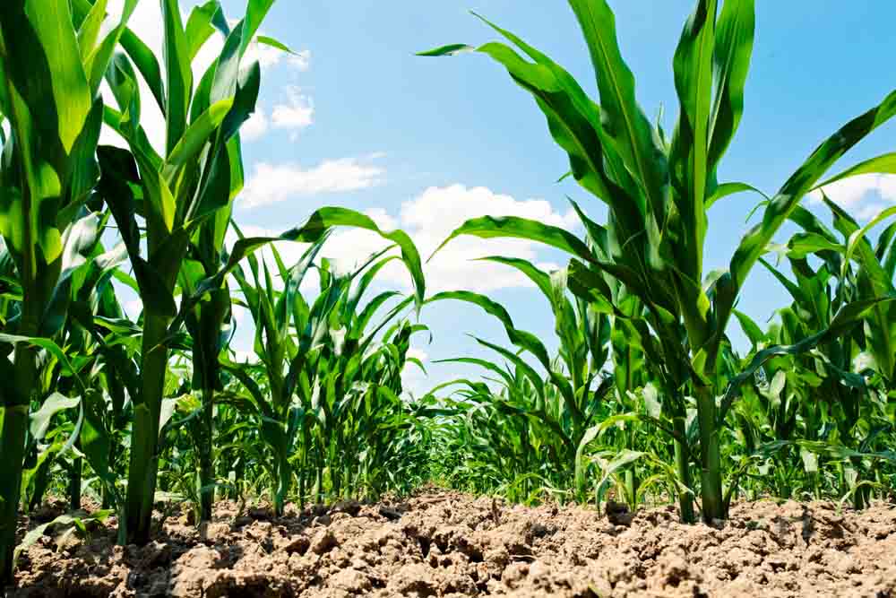 Climate Change and Food Security
