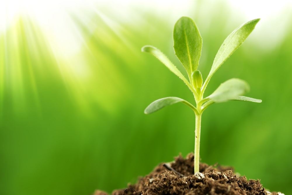  Plant Growth and Development