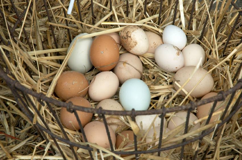 Biopreservation of Egg Products