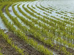 Soil Salinity Control