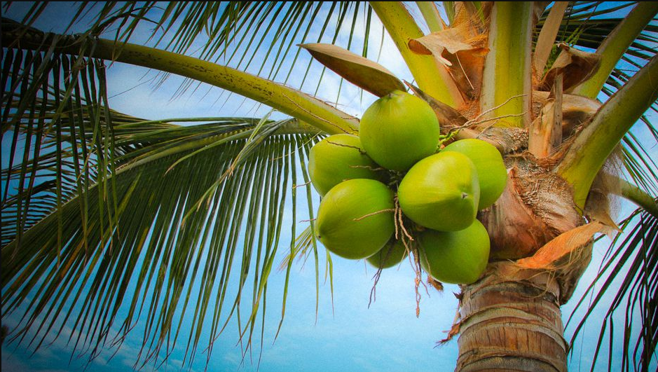 Coconut