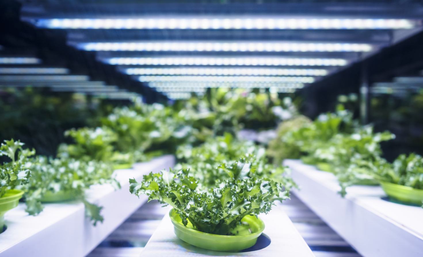 Development and Management of Regenerative Food Systems