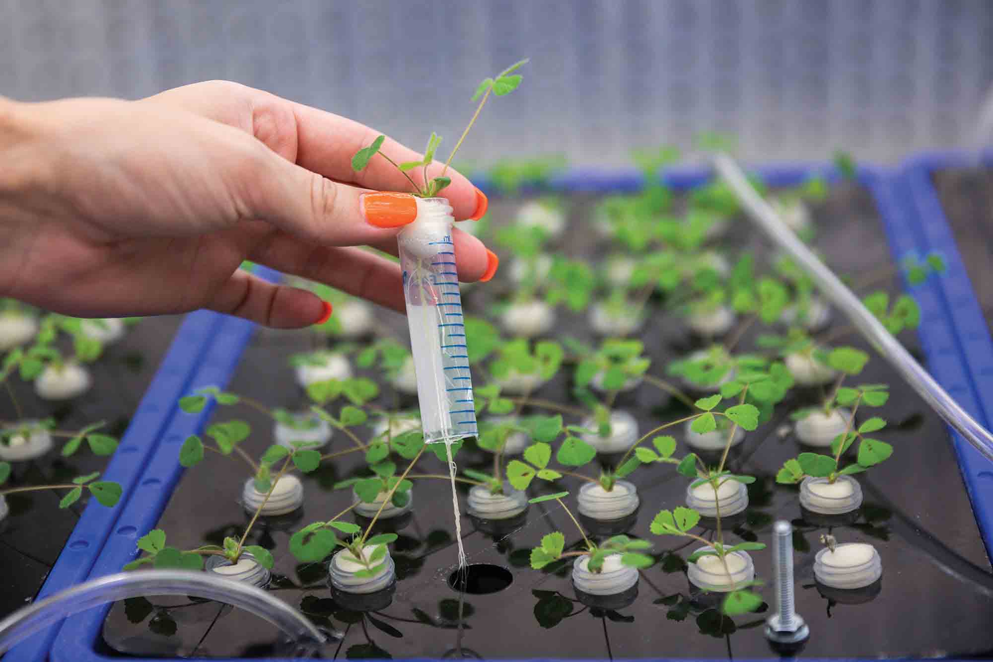 Plant-Based Peptides With Biological Properties
