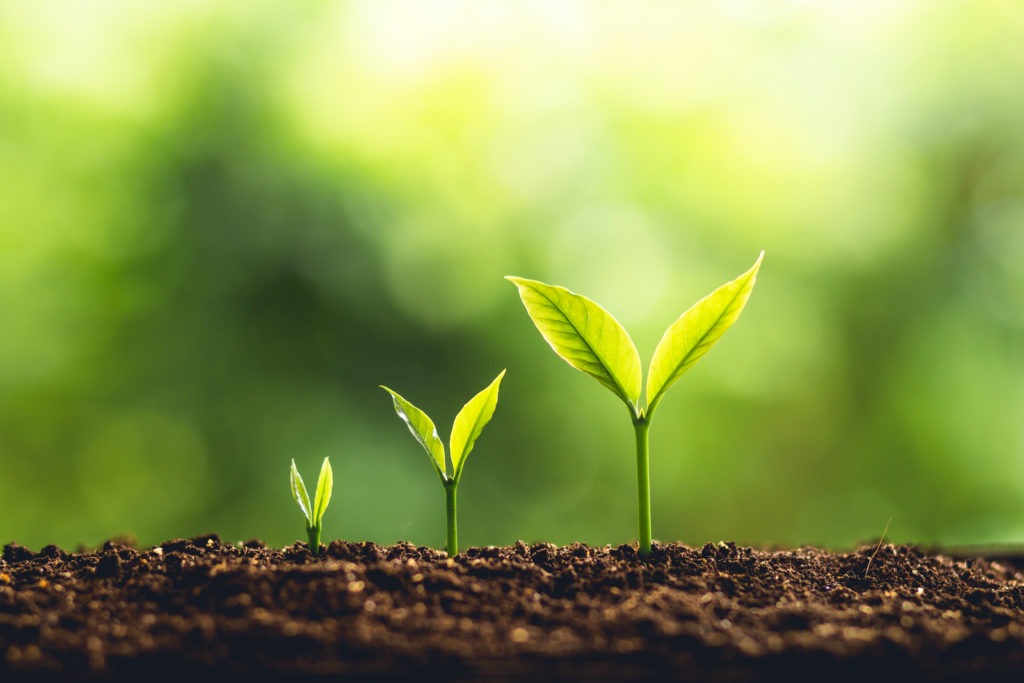 Plant Cells Growth and Development